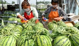 吃瓜的季节怎样挑熟瓜呢